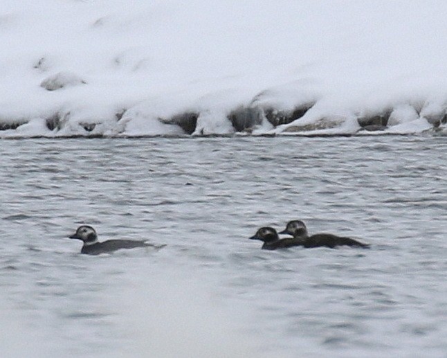 Long-tailed Duck - ML388351071