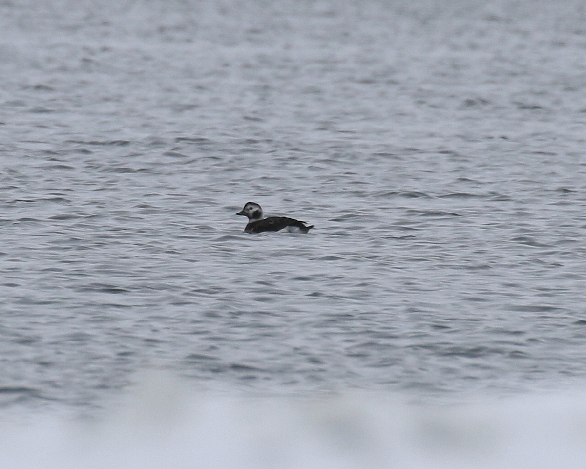 Long-tailed Duck - ML388351361