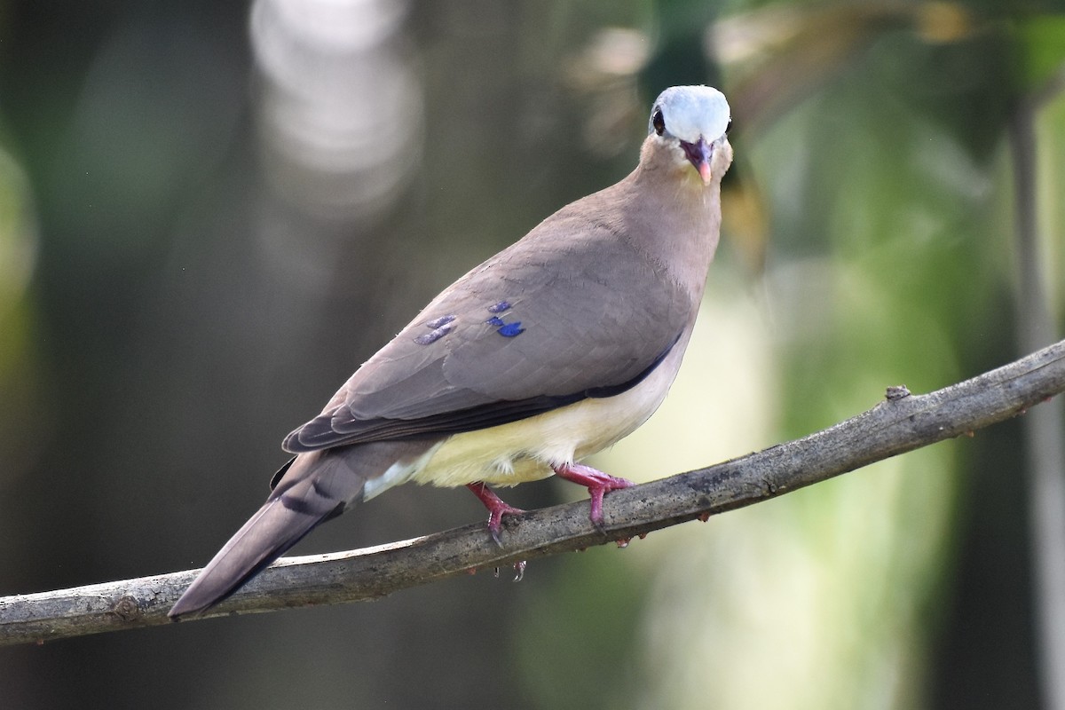 Blue-spotted Wood-Dove - ML388352171