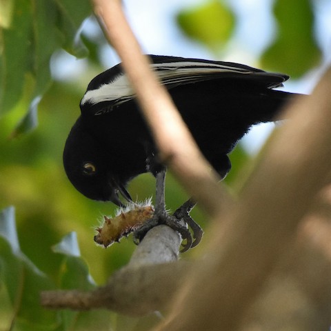 White-shouldered Black Tit (Melaniparus guineensis) · iNaturalist