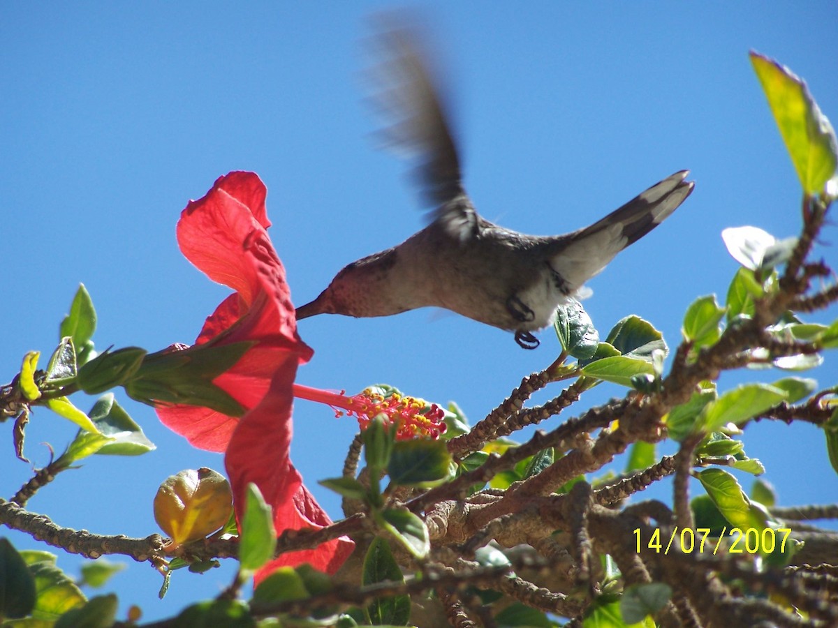 Oasis Hummingbird - ML388355911