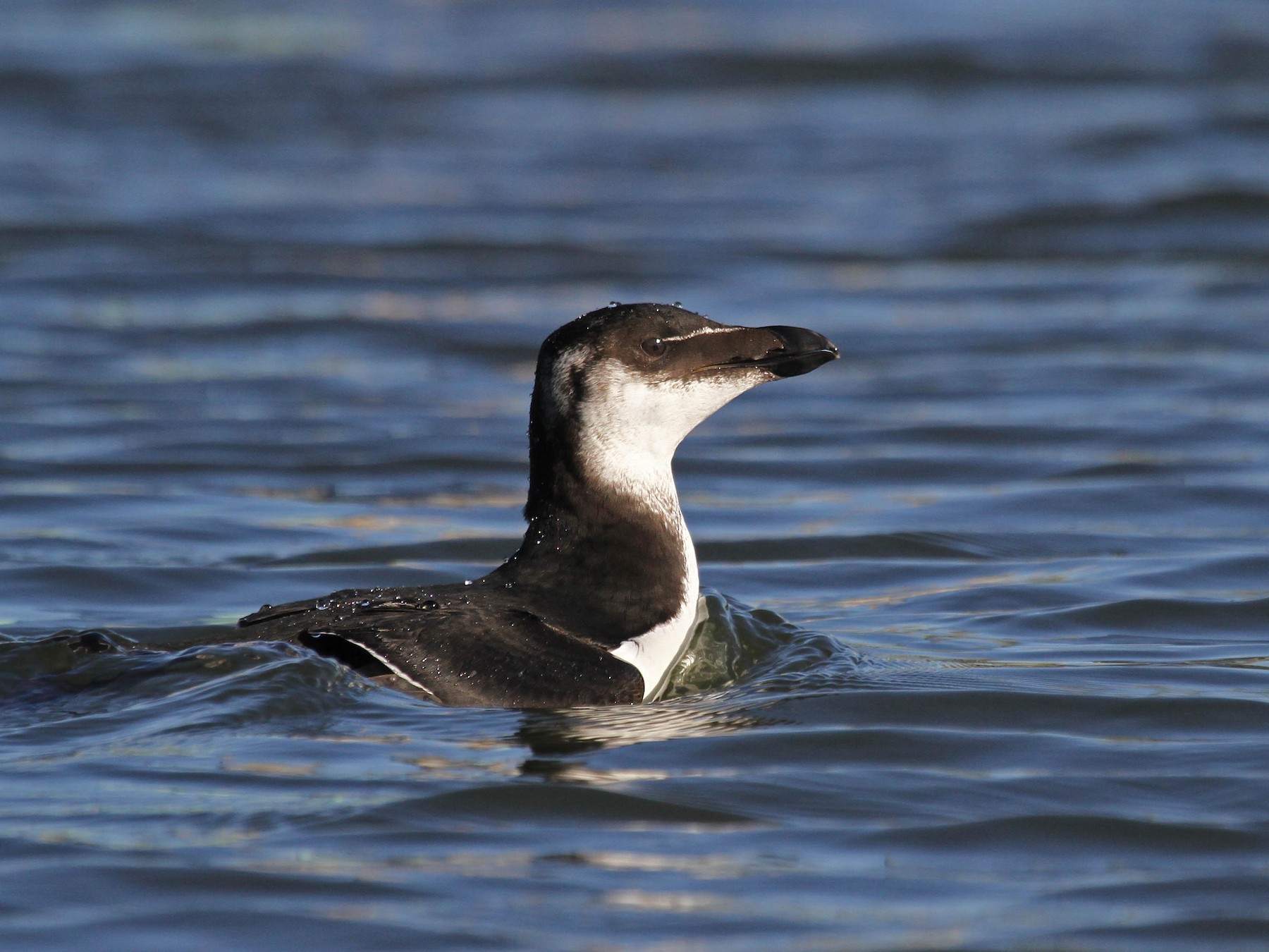 Razorbill - Ryan Schain