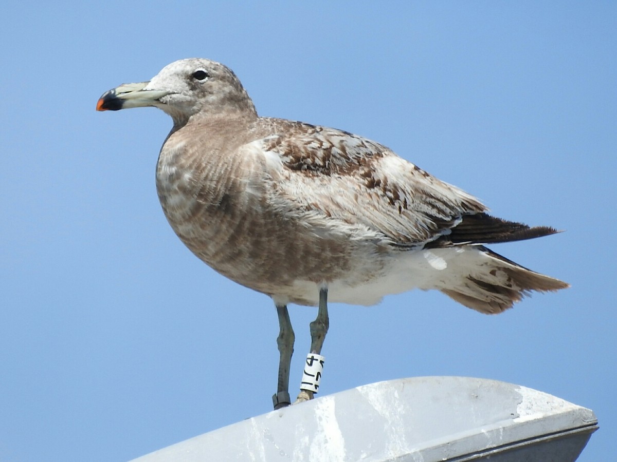 Olrog's Gull - Enrique Chiurla