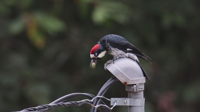 Acorn Woodpecker - ML388360891
