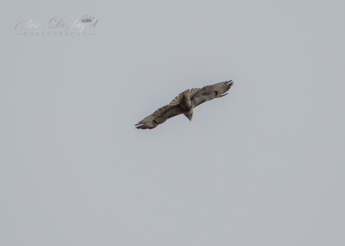 Red-tailed Hawk - ML388370921