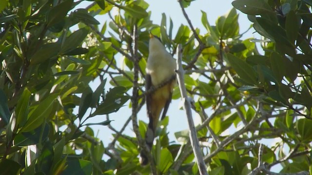 Mangrove Cuckoo - ML388371171