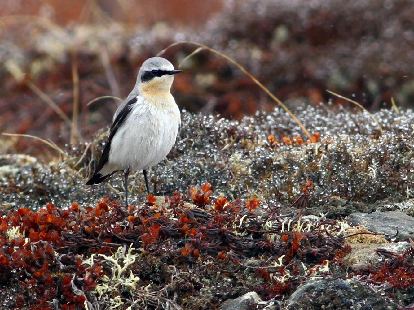 Northern Wheatear - Andrew Spencer