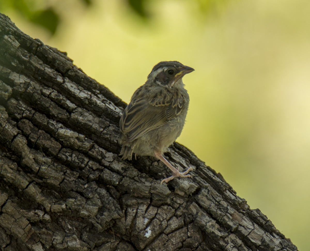 Stripe-headed Sparrow - ML388377071