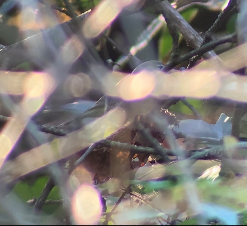 Orange-crowned Warbler - Jackson Hudecki
