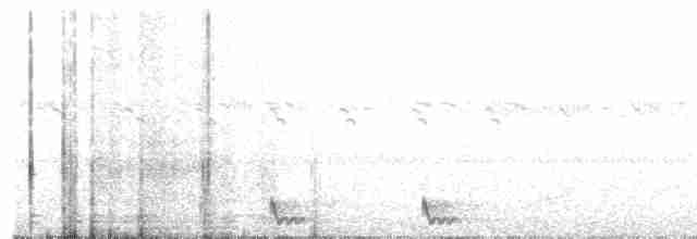Large-tailed Nightjar - ML388384061