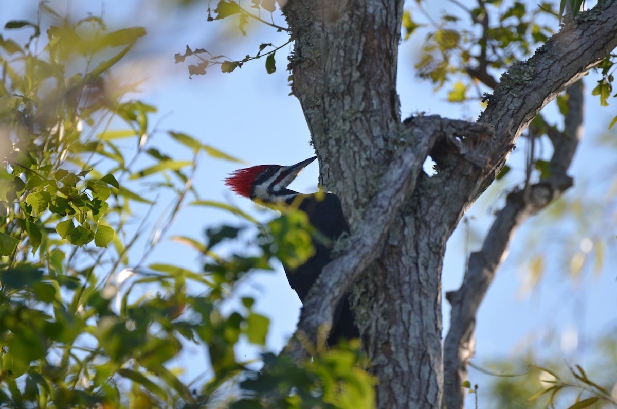 Pileated Woodpecker - ML388384761