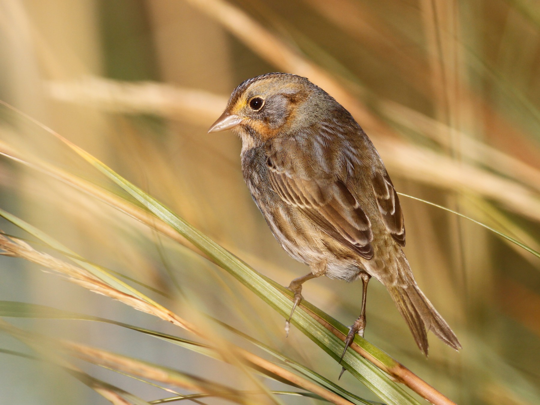 Nelson's Sparrow - Davey Walters