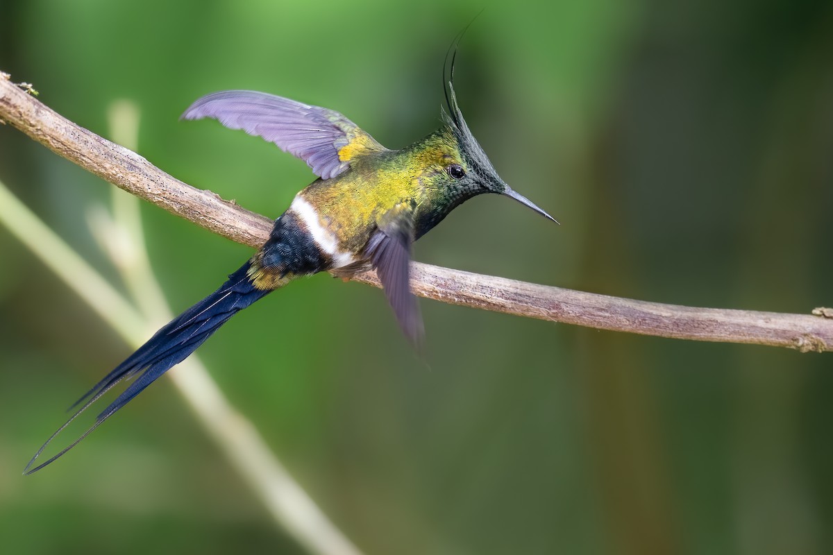 Wire-crested Thorntail - ML388399551