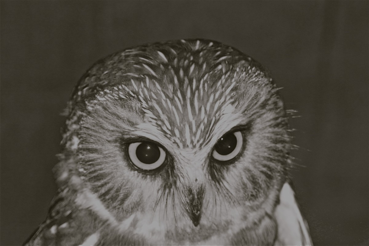 Northern Saw-whet Owl - Rick&Peggy Price