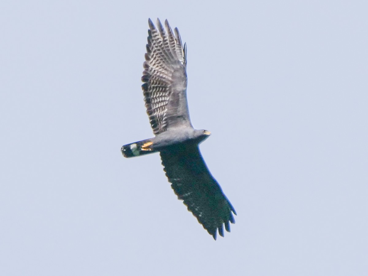 Zone-tailed Hawk - ML388400811