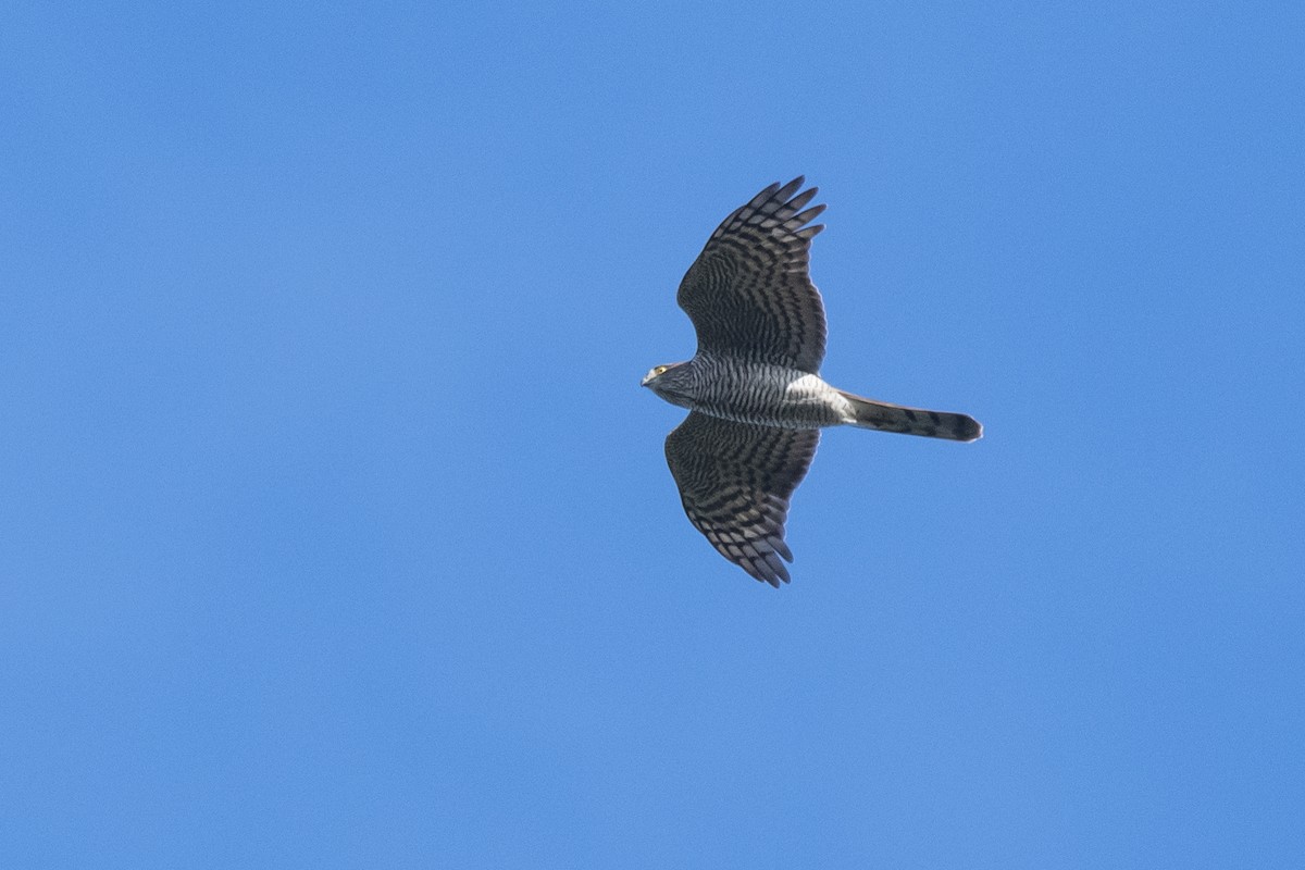 Eurasian Sparrowhawk - ML388403351