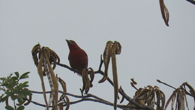 Hepatic Tanager - ML388409131