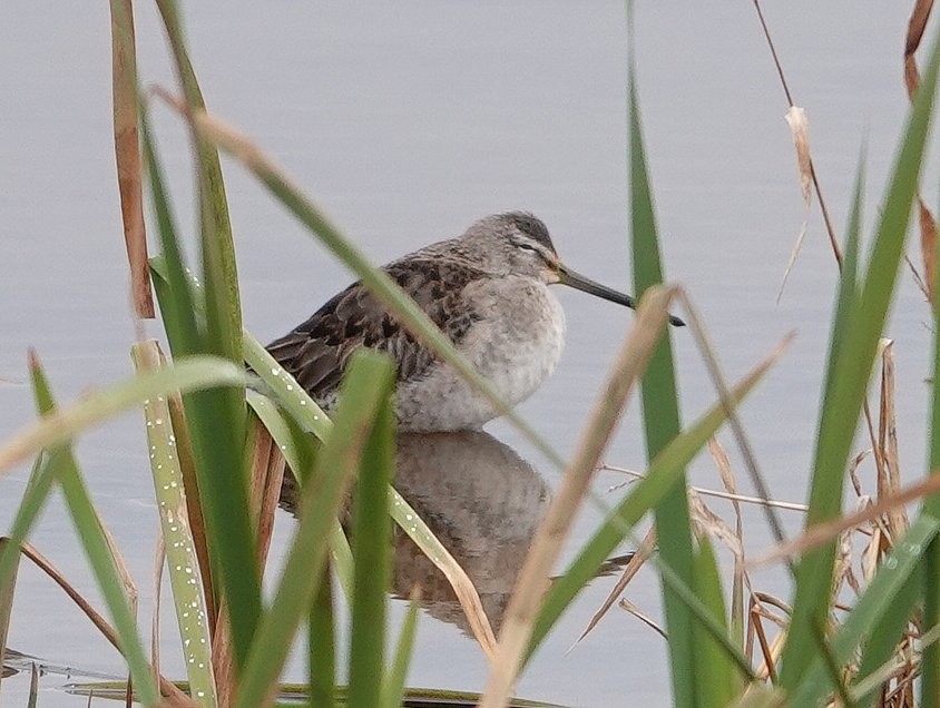 Long-billed Dowitcher - ML388410331