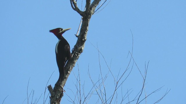 Cream-backed Woodpecker - ML388412081