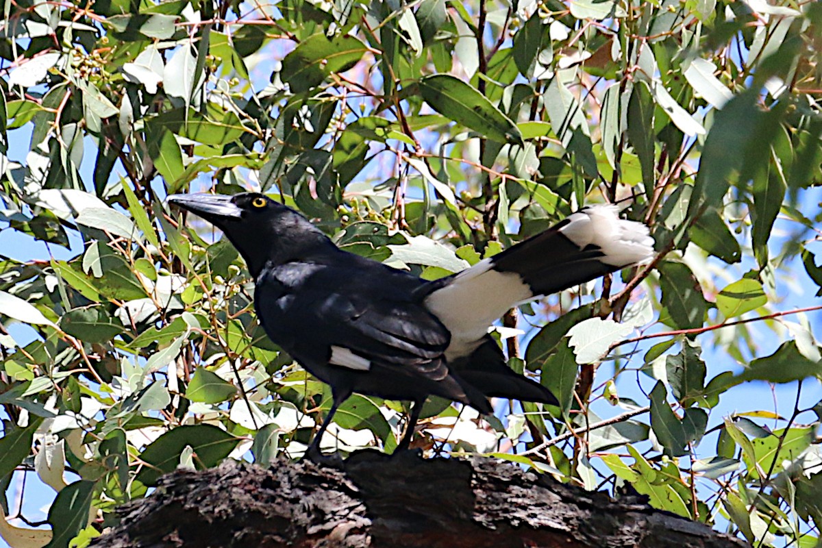 Pied Currawong - Leith Woodall
