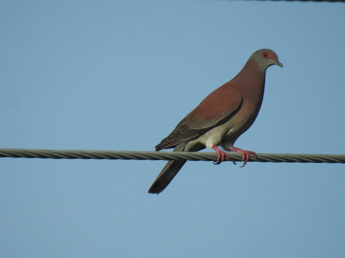 Pale-vented Pigeon - ML388414291