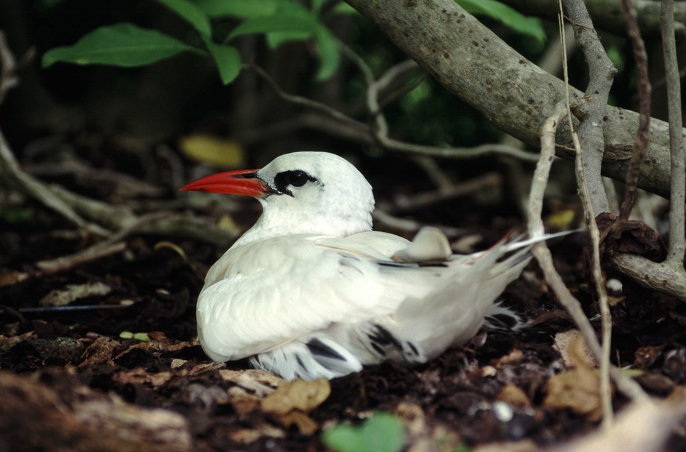 Red-tailed Tropicbird - Yoshiaki Watanabe