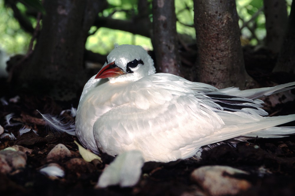 Red-tailed Tropicbird - Yoshiaki Watanabe