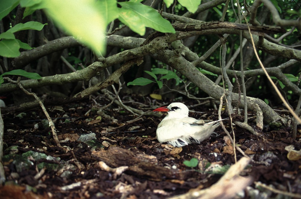 Red-tailed Tropicbird - ML388415011