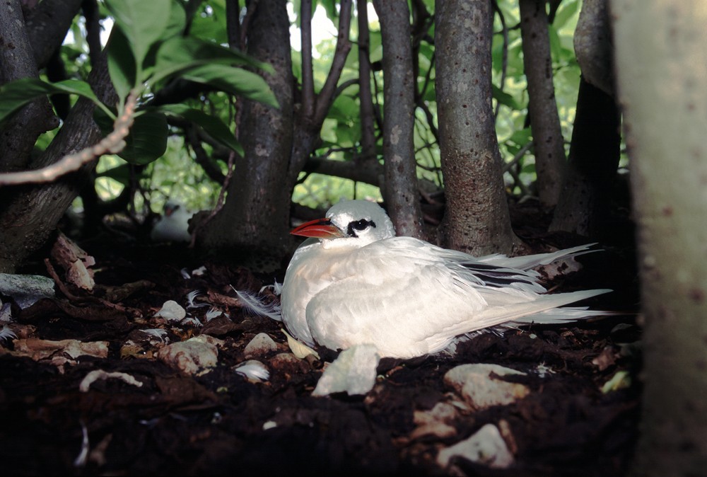 Red-tailed Tropicbird - ML388415141