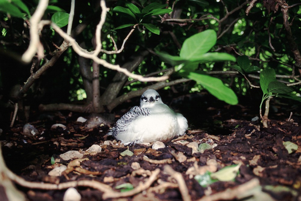 Red-tailed Tropicbird - ML388415191
