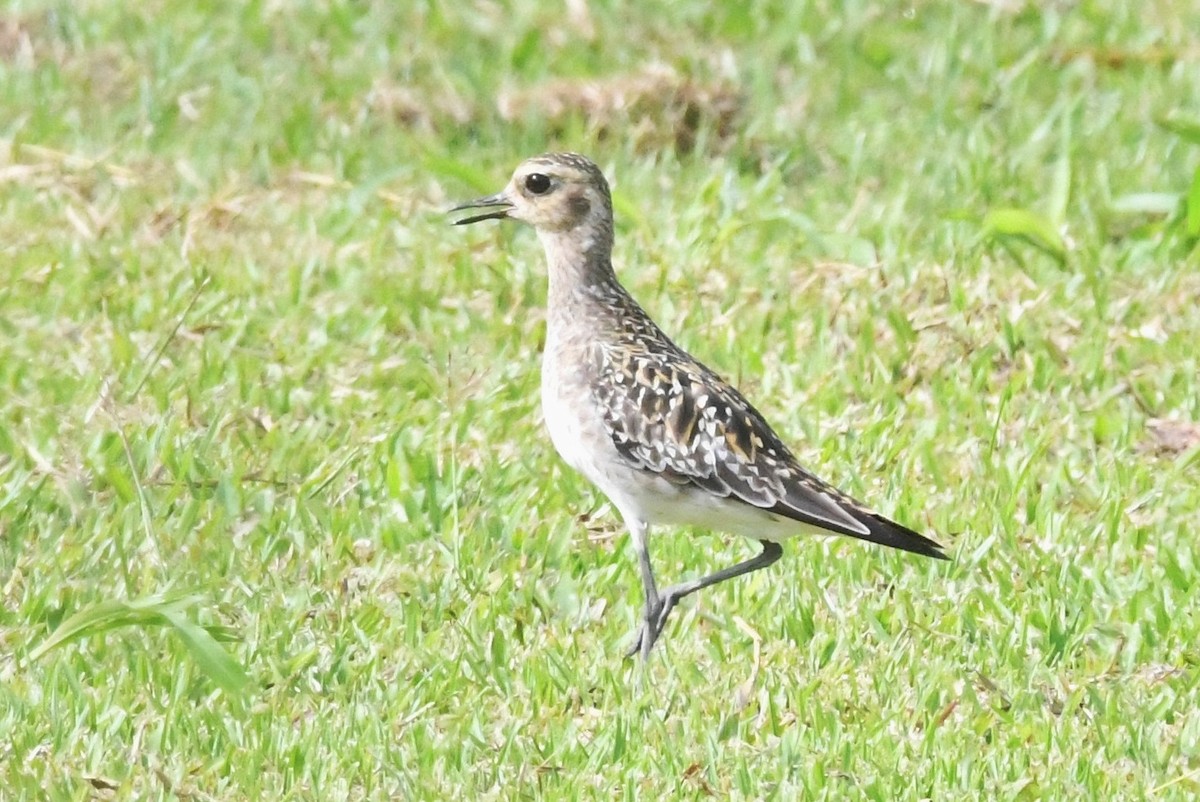 Pacific Golden-Plover - Cathryn Dippo