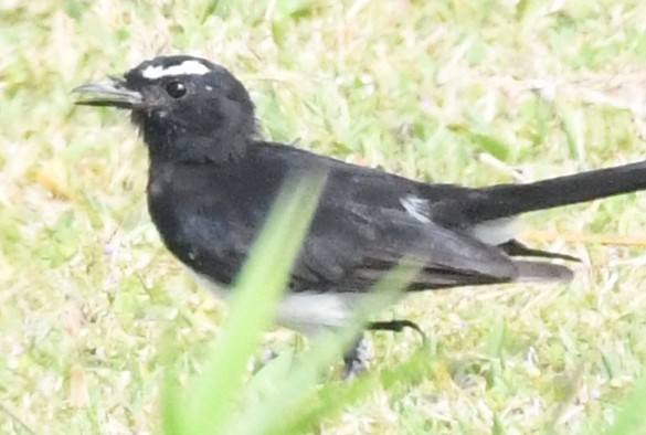 Willie-wagtail - Cathryn Dippo