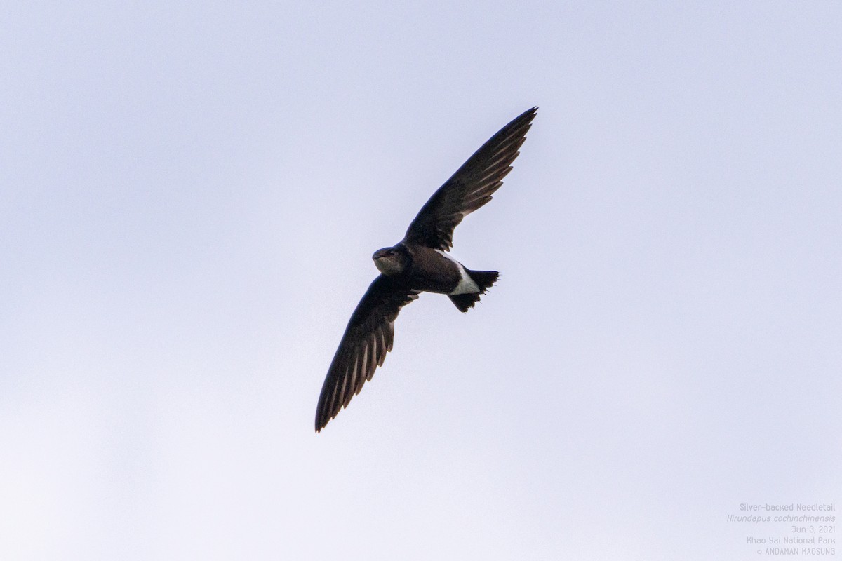 Silver-backed Needletail - ML388420631