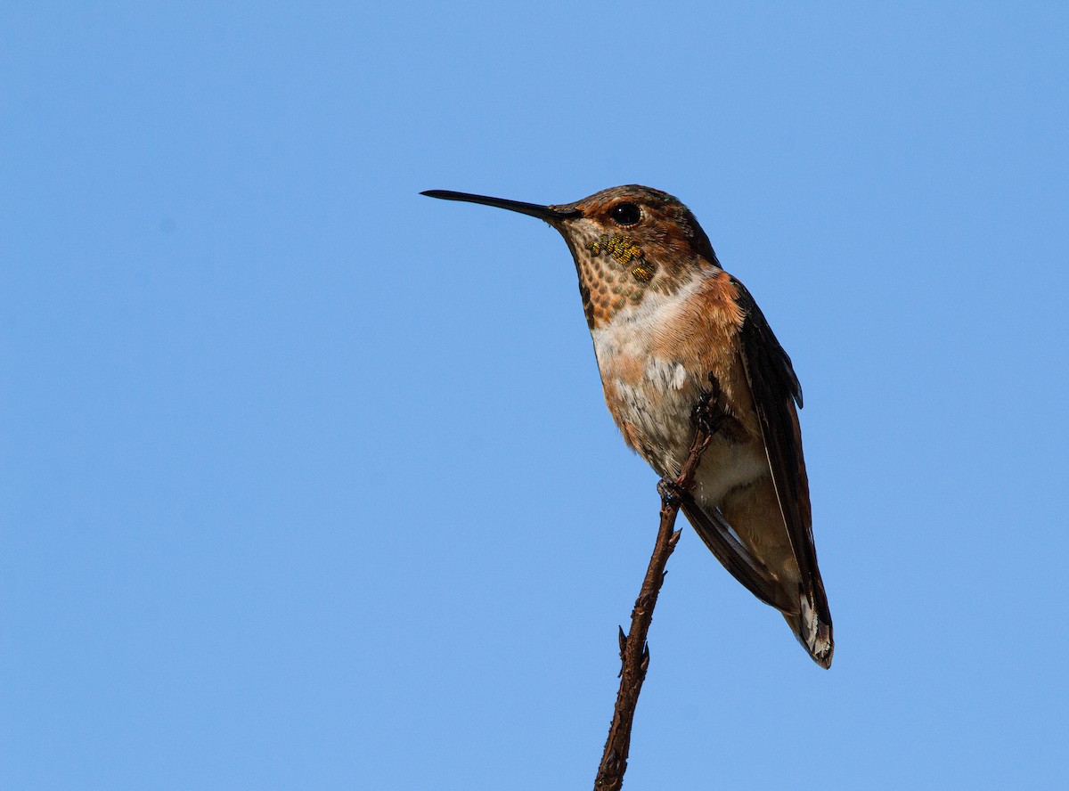 Allen's Hummingbird - Braxton Landsman