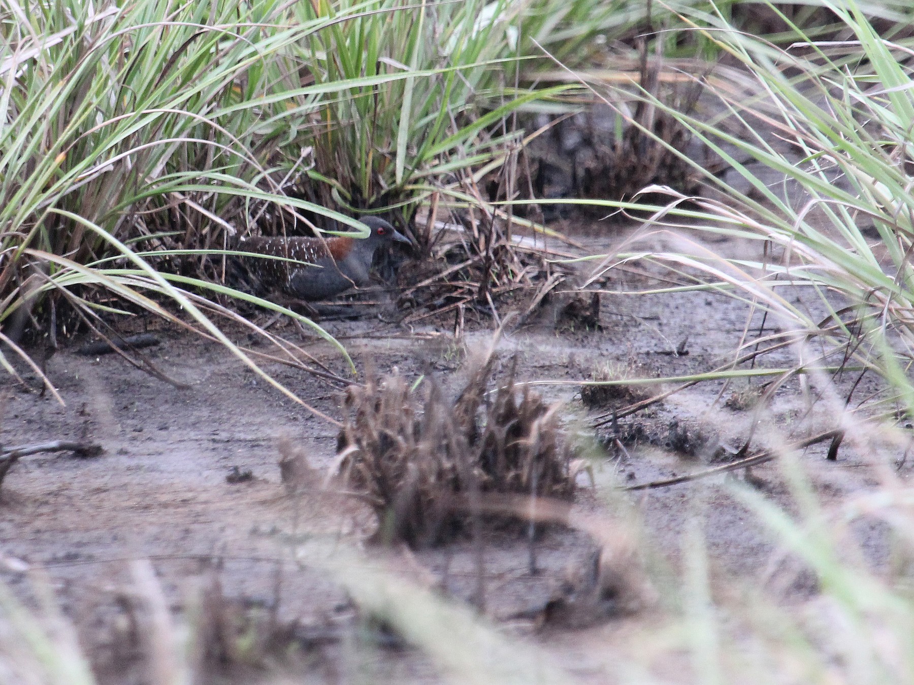 Black Rail - eBird