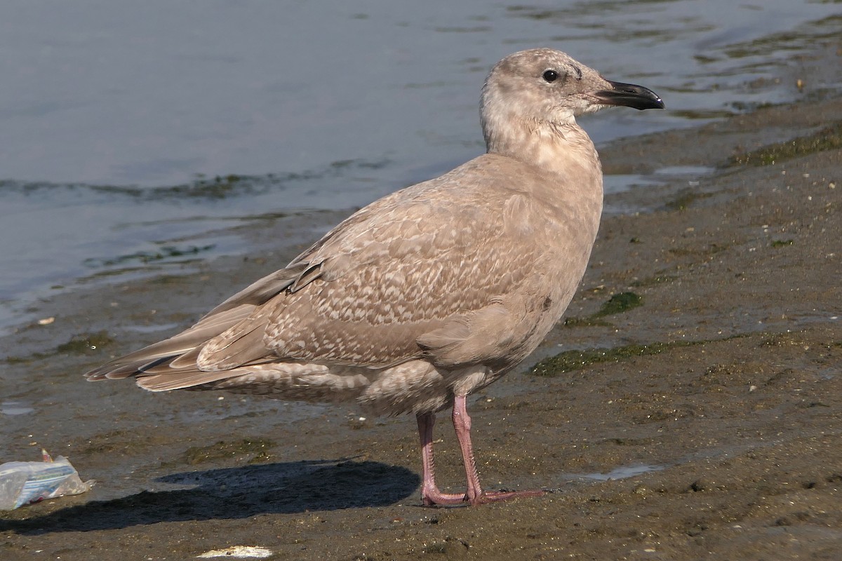 Glaucous-winged Gull - Robert Hamilton
