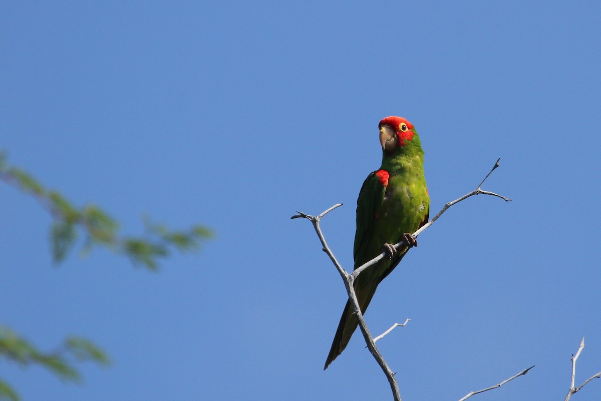 Guayaquil Papağanı - ML38843491
