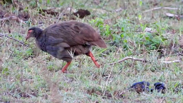 Red-necked Spurfowl - ML388437491