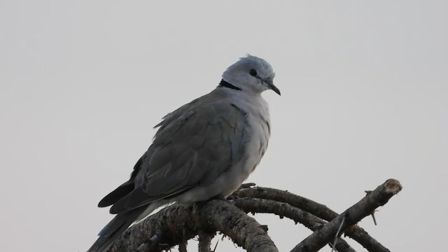 Ring-necked Dove - ML388438571