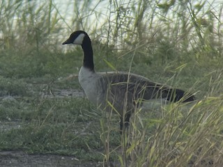 Cackling Goose (Richardson's), ML388439631