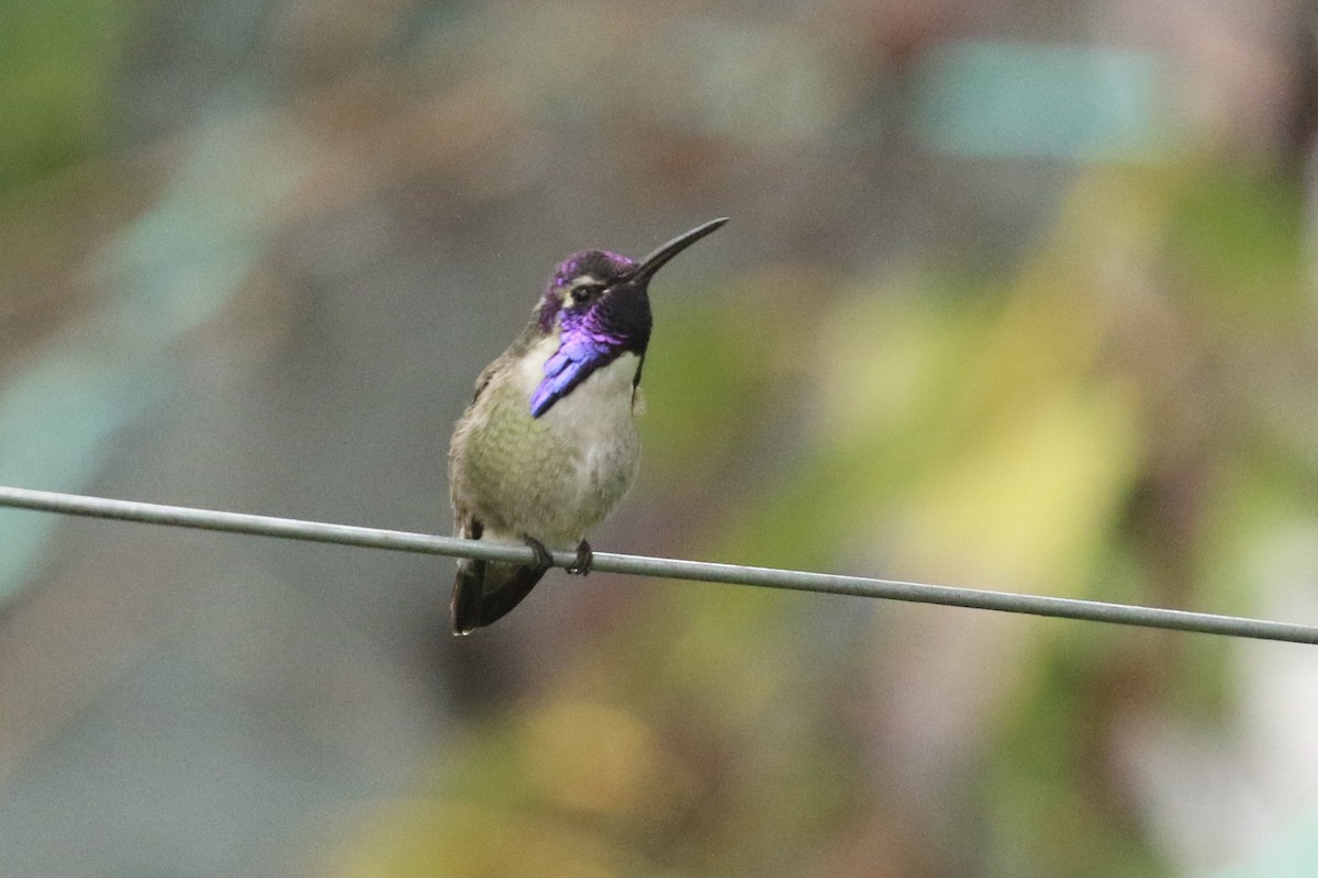 Costa's Hummingbird - ML388440951