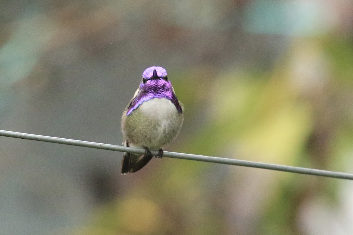 Costa's Hummingbird - ML388440981