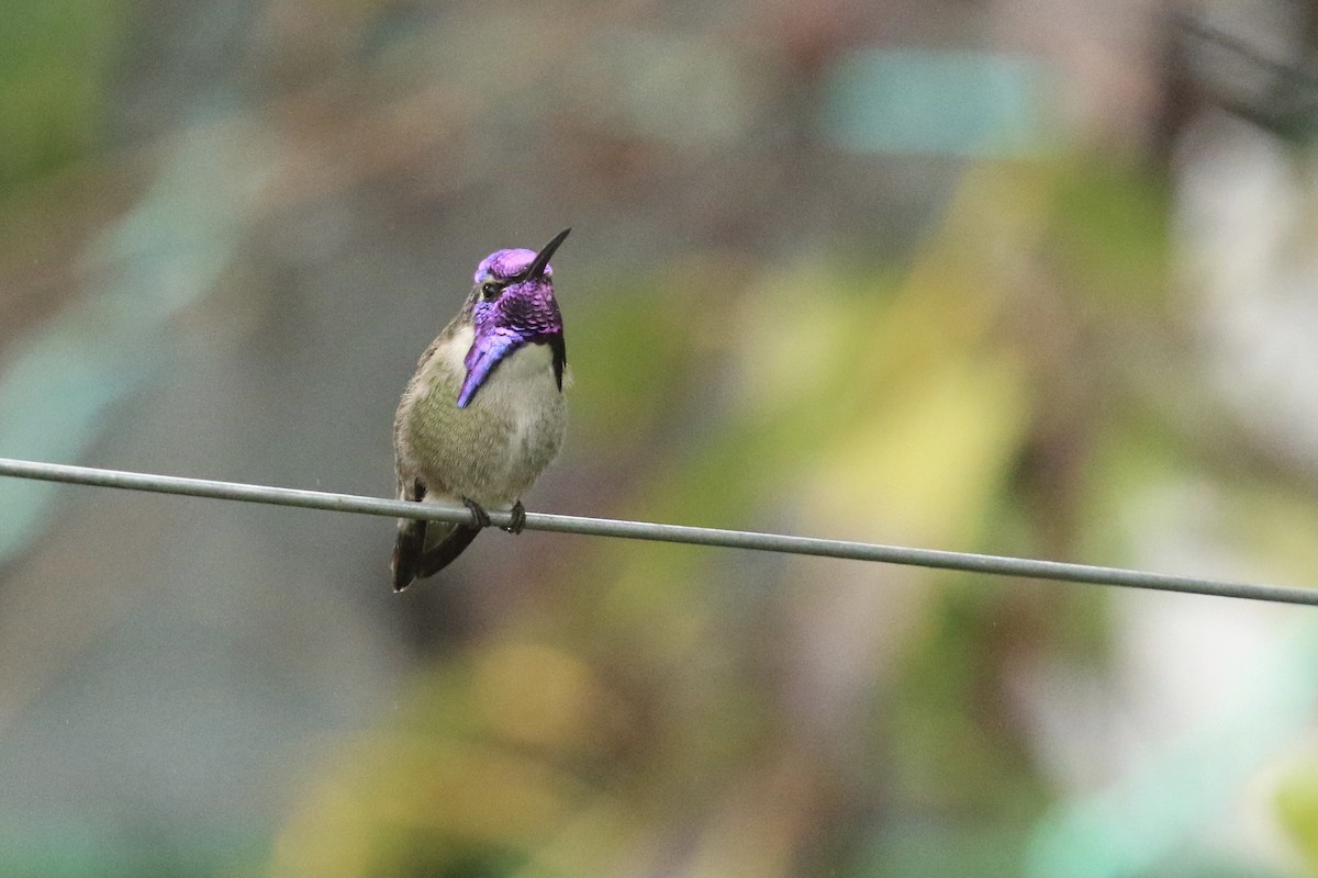 Costa's Hummingbird - ML388440991