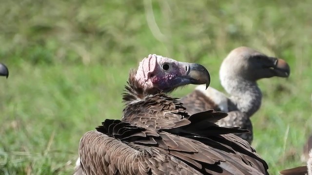 Lappet-faced Vulture - ML388442451