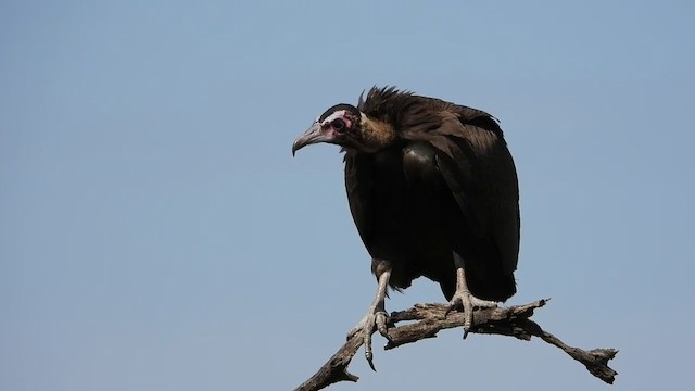 Hooded Vulture - ML388443731