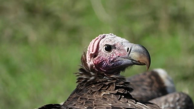Lappet-faced Vulture - ML388445751