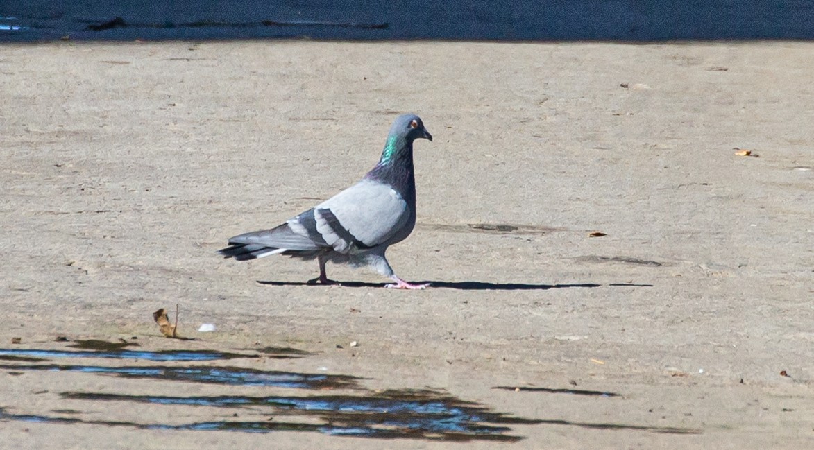 Rock Pigeon (Feral Pigeon) - ML388446171