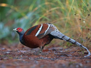  - Mrs. Hume's Pheasant