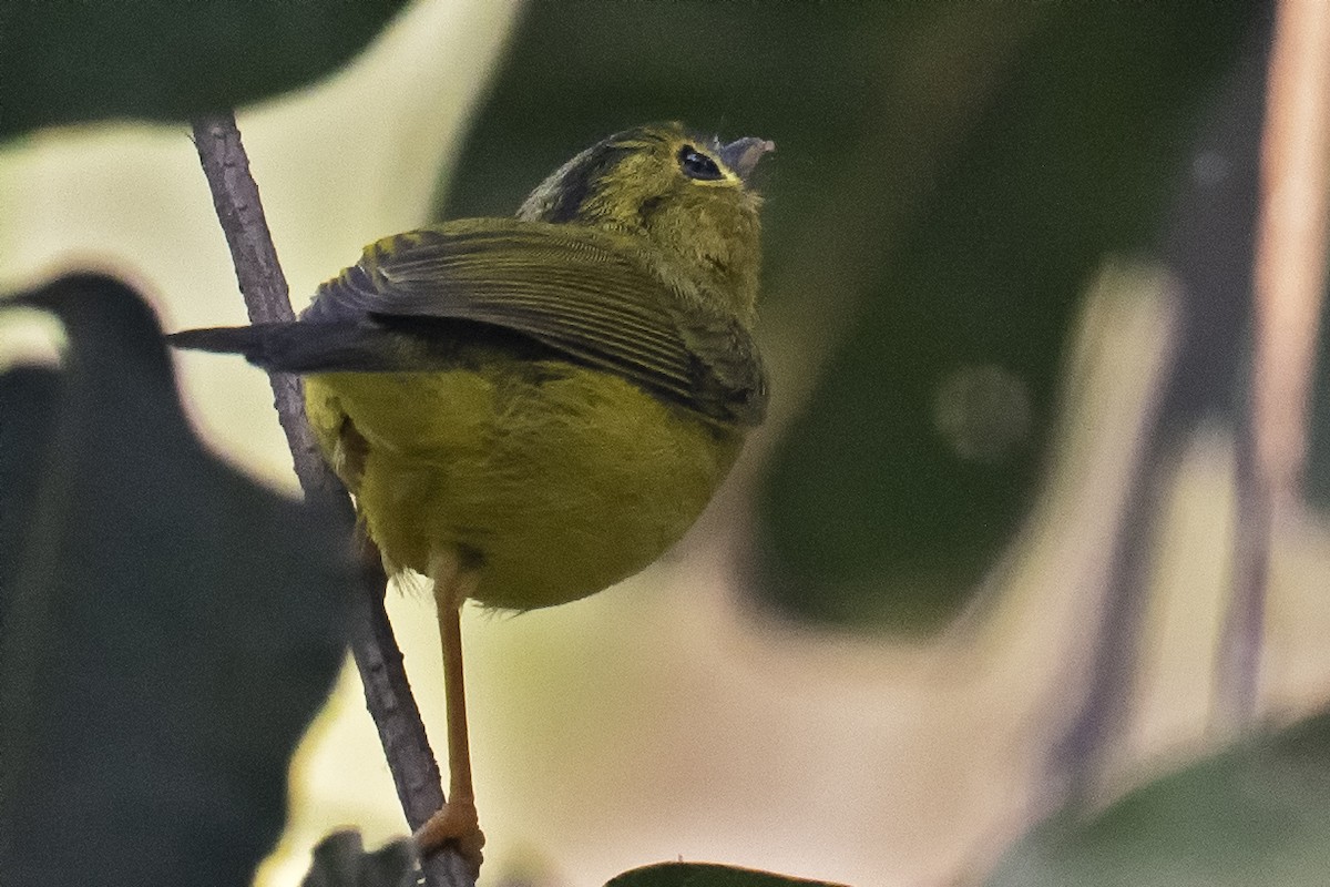 Green-crowned Warbler - Arpit Bansal