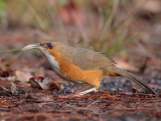  - Rusty-cheeked Scimitar-Babbler